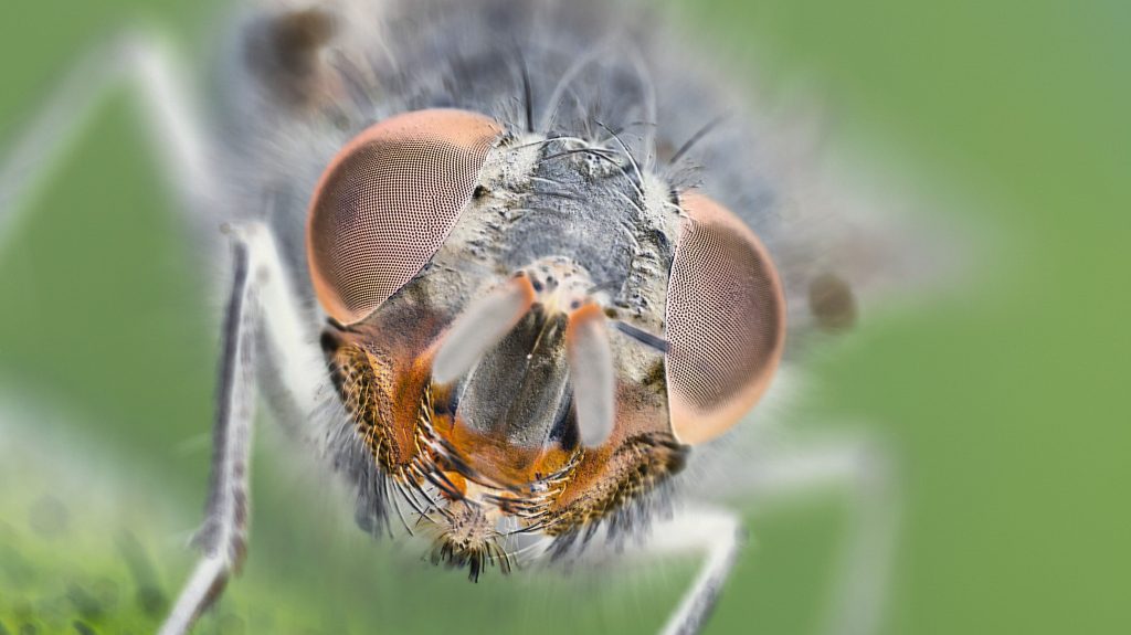 Thumbnail for ‘Superfly’ buzz for Australian scientists