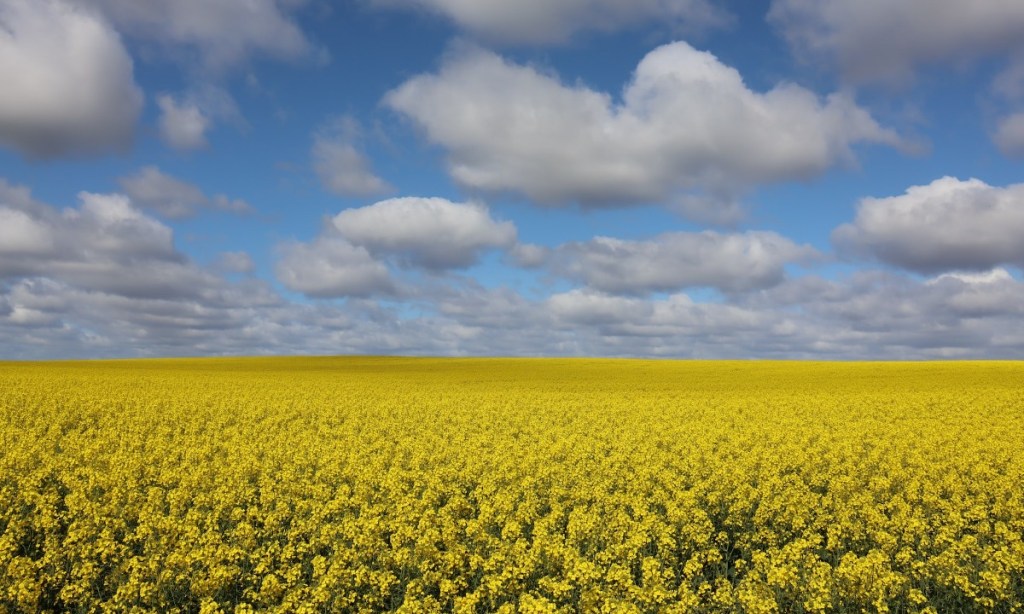 Thumbnail for Rural property prices experience another bumper year