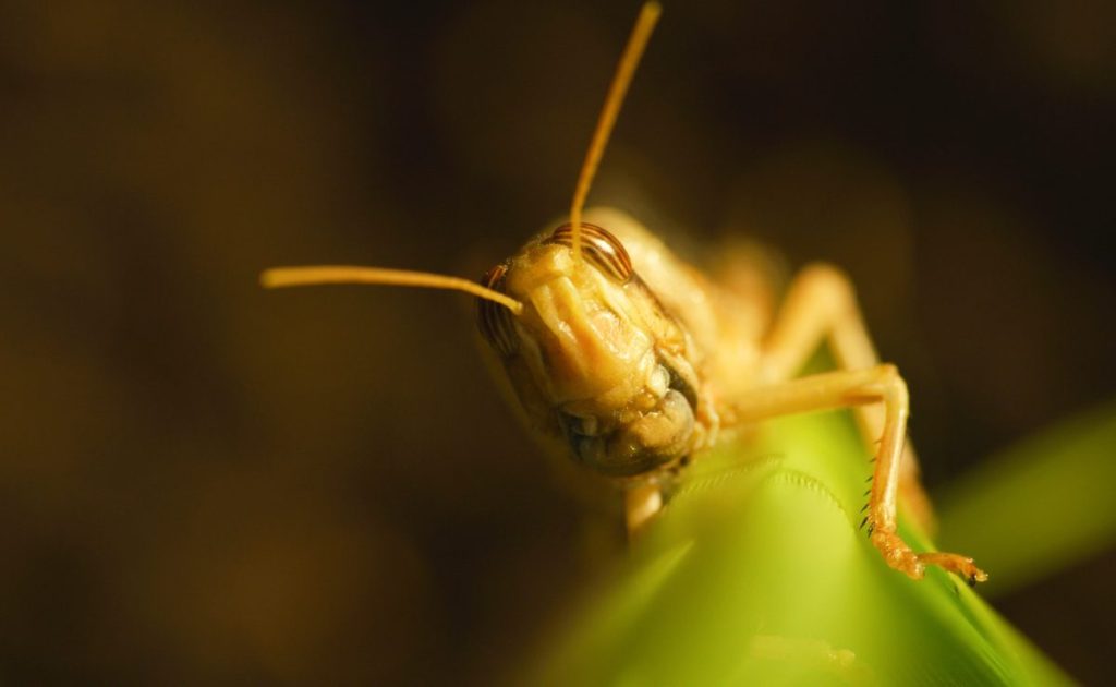 Thumbnail for Locust plague threat for record SA grain crop