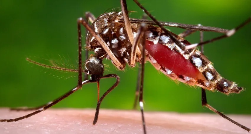 Thumbnail for Expanded vaccine rollout for deadly mosquito virus