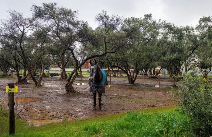 Thumbnail for Govt eyes new park lands acquisition for police horses