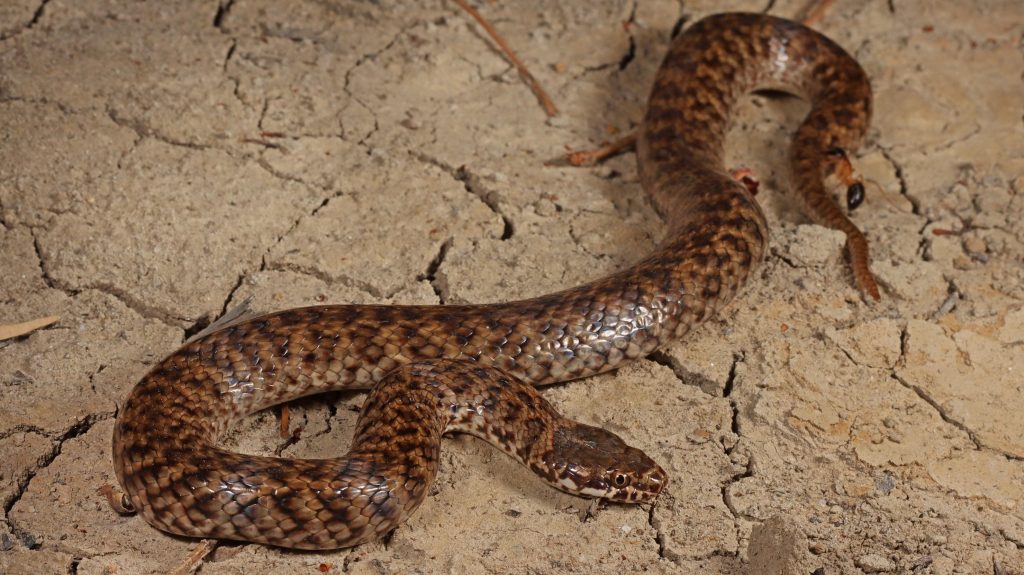 First mud adders spotted in SA. Pic: Connor Margetts