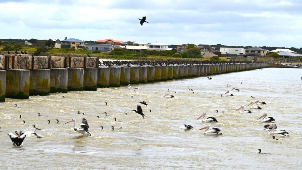 Thumbnail for Murray Mouth barrages open to sea for first time in decades