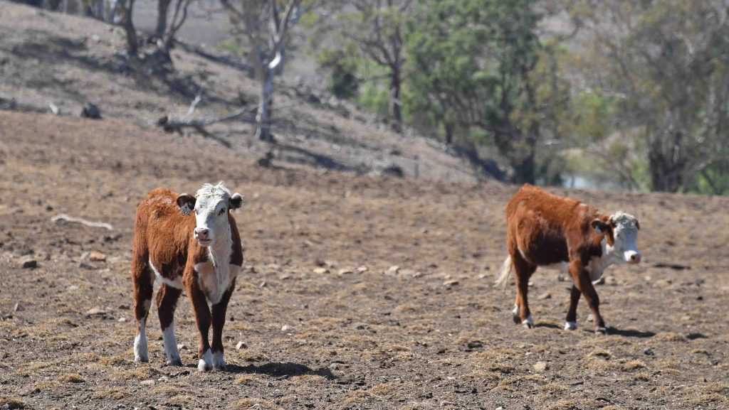 Cattle in drought. Picture: AAP Image/Mick Tsikas 