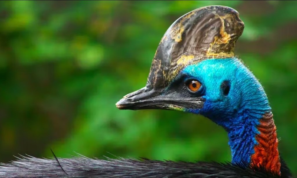 Thumbnail for The government hopes private investors will help save nature. Here’s how its scheme could fail