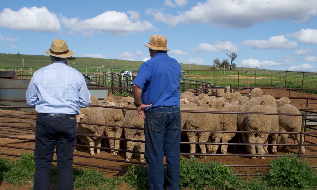 Thumbnail for Off-farm avenues chart new path for Orroroo