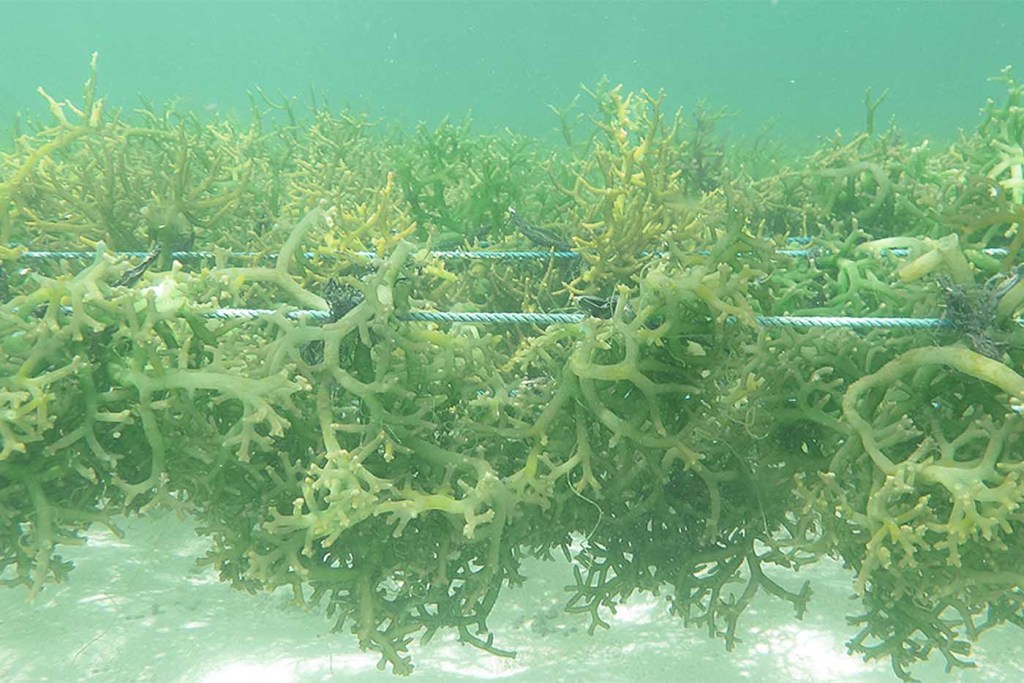 Thumbnail for Seaweed forests offer ‘moonshot’ solution for climate change
