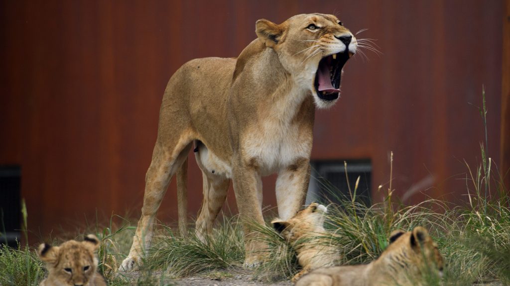 Thumbnail for Inquiry into Sydney zoo lions escape
