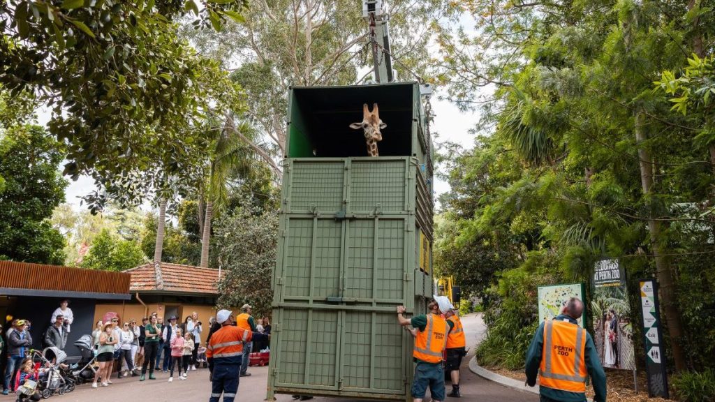 Inkosi the giraffe leaves Perth on a road trip to Adelaide's Monarto zoo. Photo: AAP/Perth Zoo