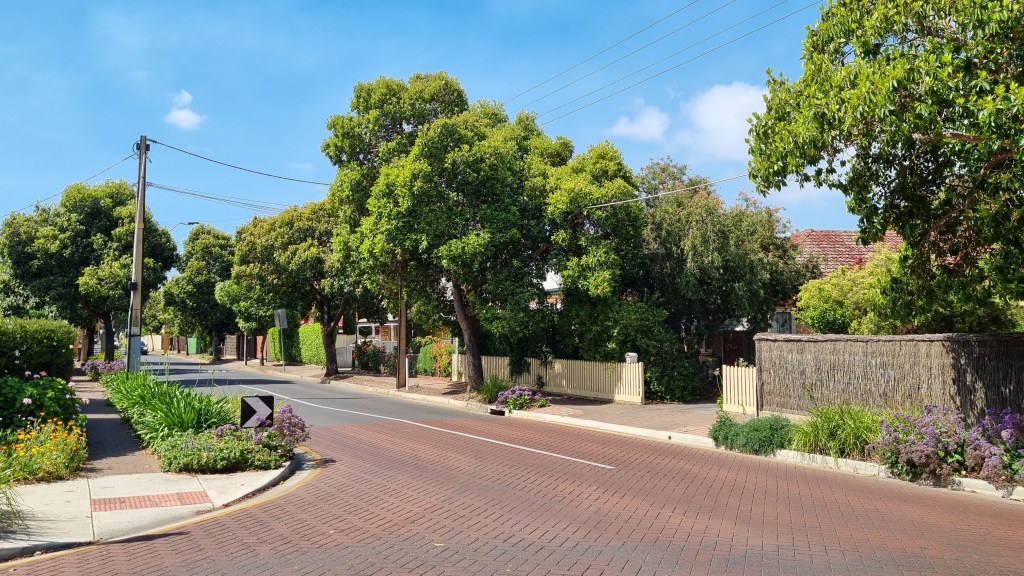 Trees line a suburban street in the City of Unley. Photo: Thomas Kelsall/InDaily