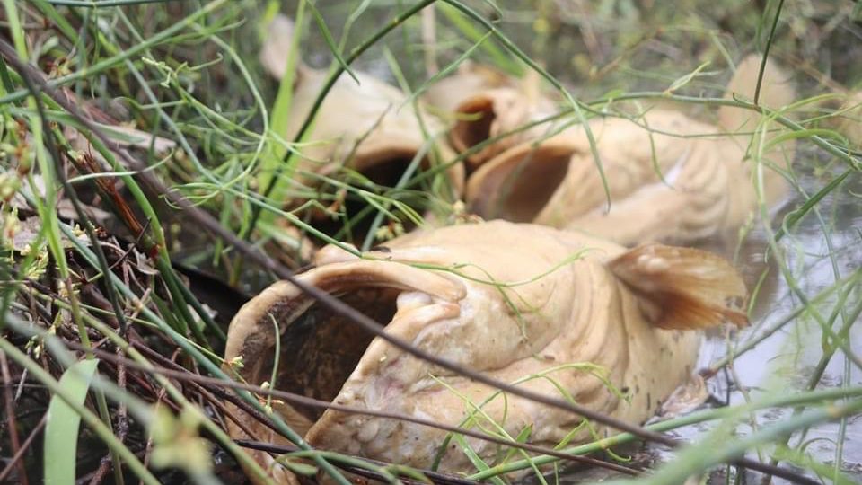 Thumbnail for SA prepares for worst as Murray Cod left gasping for air upstream