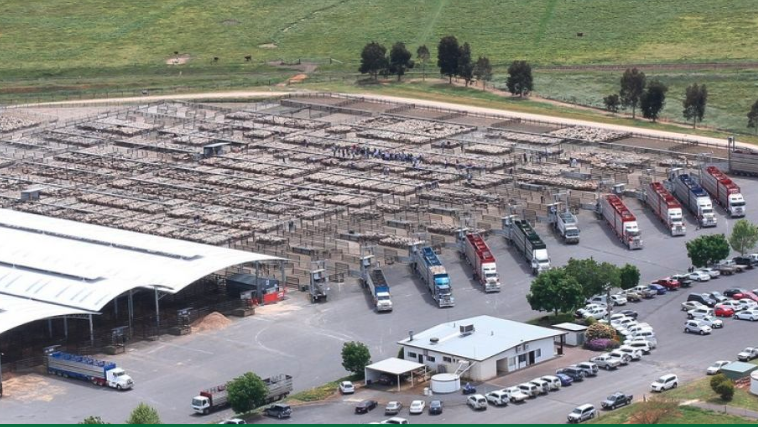 Naracoorte Regional Livestock Exchange. Photo: livestock exchange website.