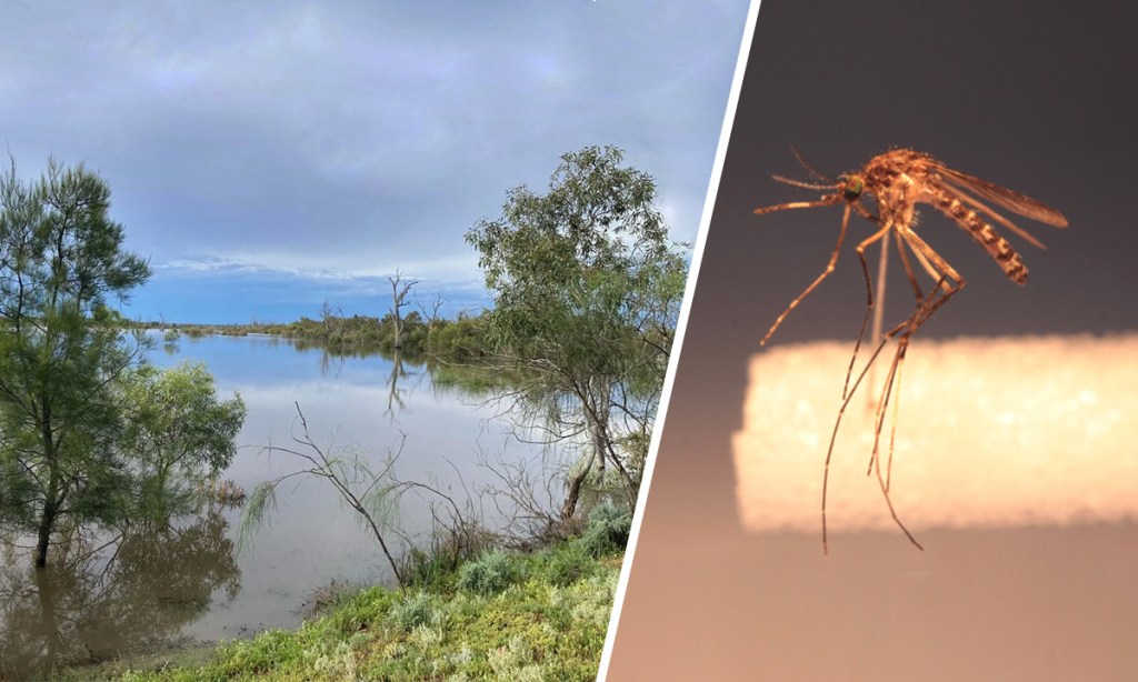 Thumbnail for River Murray mozzie peak tipped for February