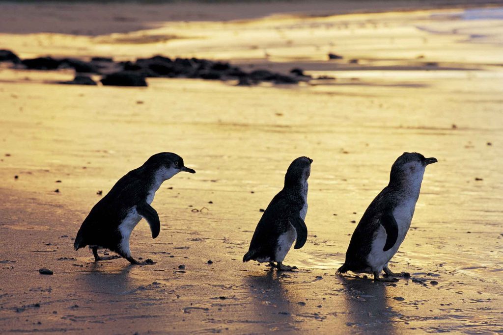 Thumbnail for Granite Island little penguins’ big decline