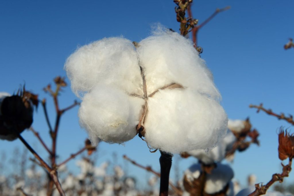 Thumbnail for Cotton land clearing probe in Top End
