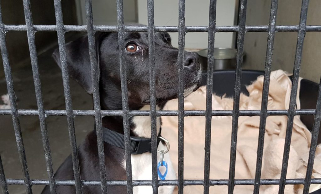 Thumbnail for SA’s animal welfare laws set to be toughened