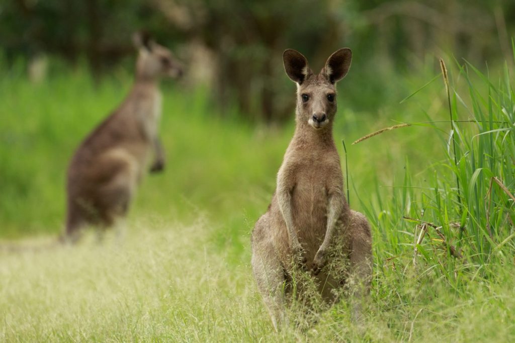 Thumbnail for Kangaroo kill target jumps in Victoria