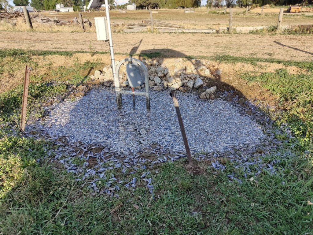 Juvenile carp marooned on a dairy farm in Victoria after entering its irrigation system. Photo: AAP/Heather Campbell