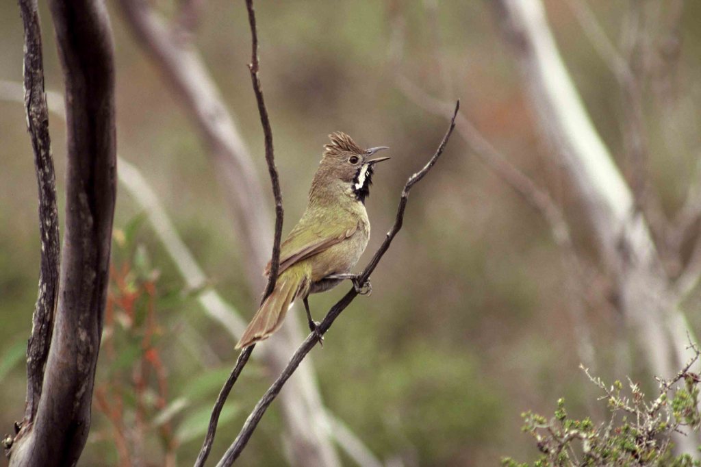 Thumbnail for Endangered bird returns to SA’s Mallee
