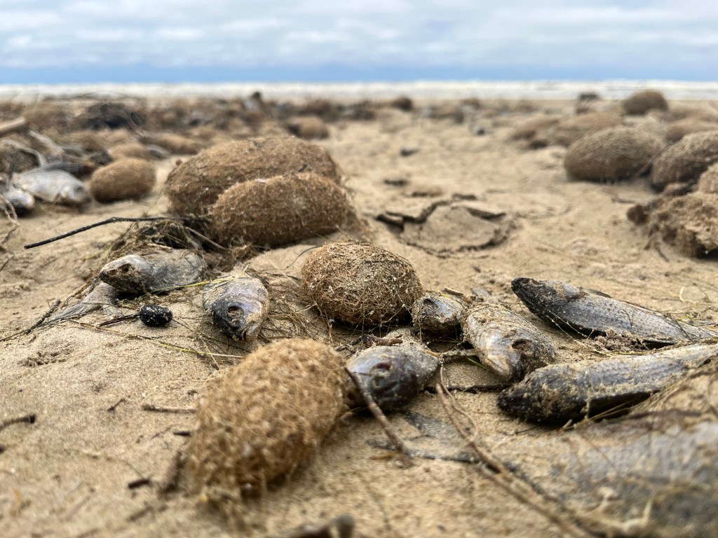 Thumbnail for Hundreds of dead carp washed up on SA beaches
