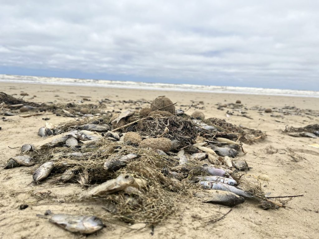 Dead carp from the River Murray at Middleton Beach. Photo: Jason Katsaras/InDaily