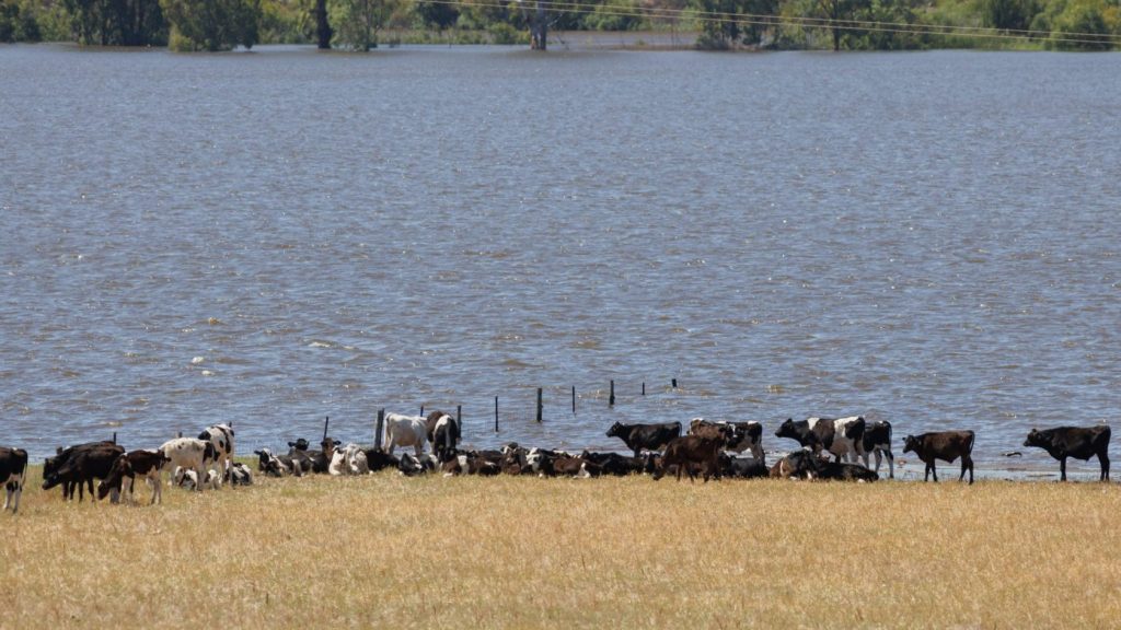 Thumbnail for Sleepless nights as flooding threatens lower Murray farms