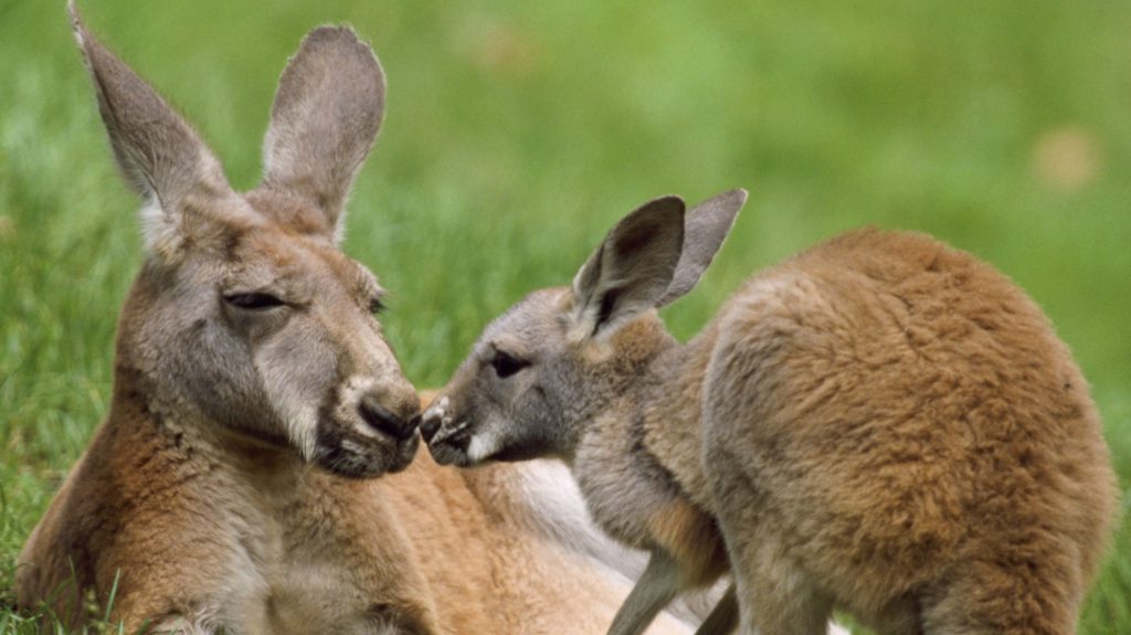 Red Kangaroo - female with offspring (Macropus rufus)     Date: