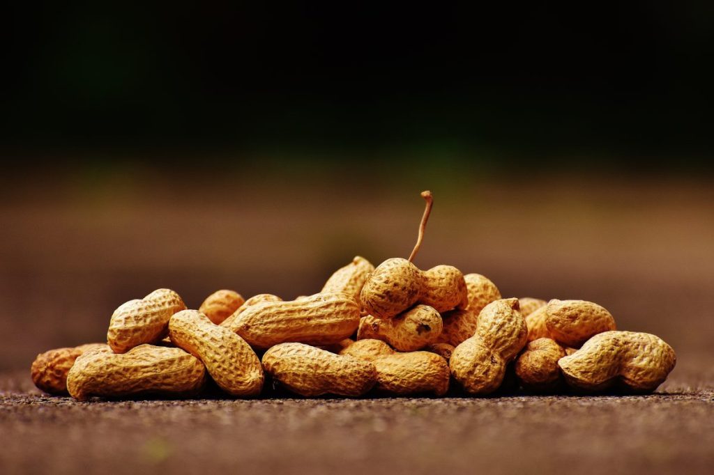 Thumbnail for Boiling peanuts may help child allergy