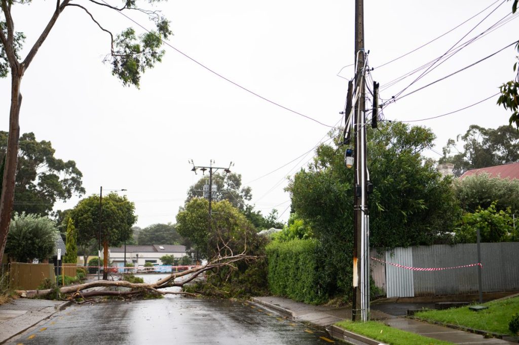 Thumbnail for Tree canopy call to underground power lines