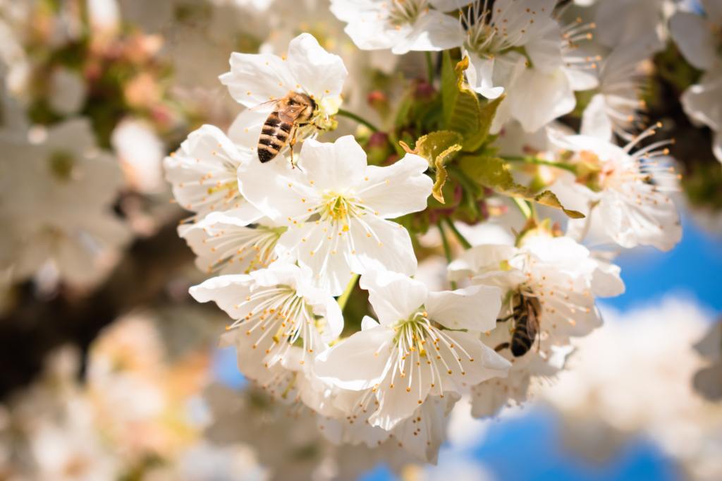 Thumbnail for How AgTech can bring the buzz back to South Australia
