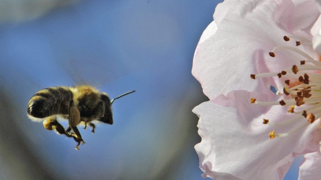 Thumbnail for Bee shortage buzz in SA almond orchards