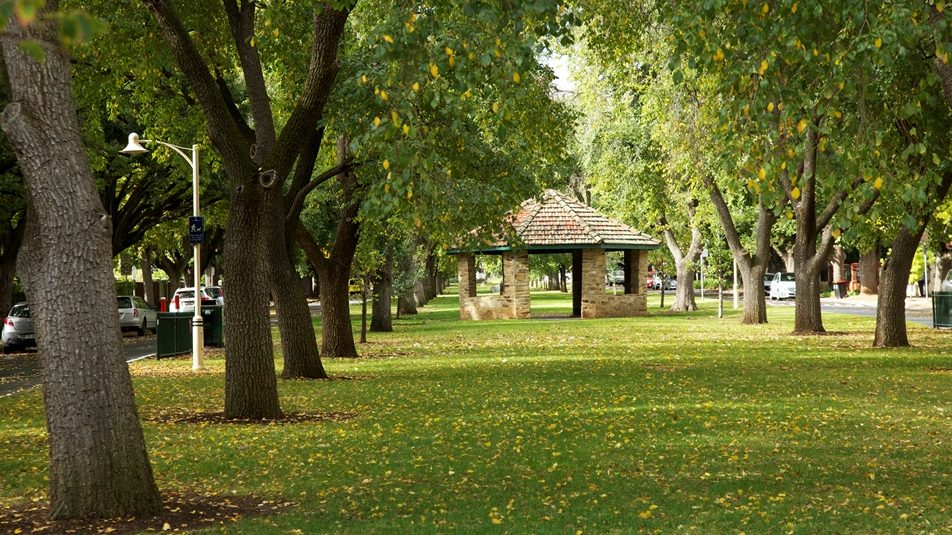 Thumbnail for Your views: on elm trees under attack, uni merger and more