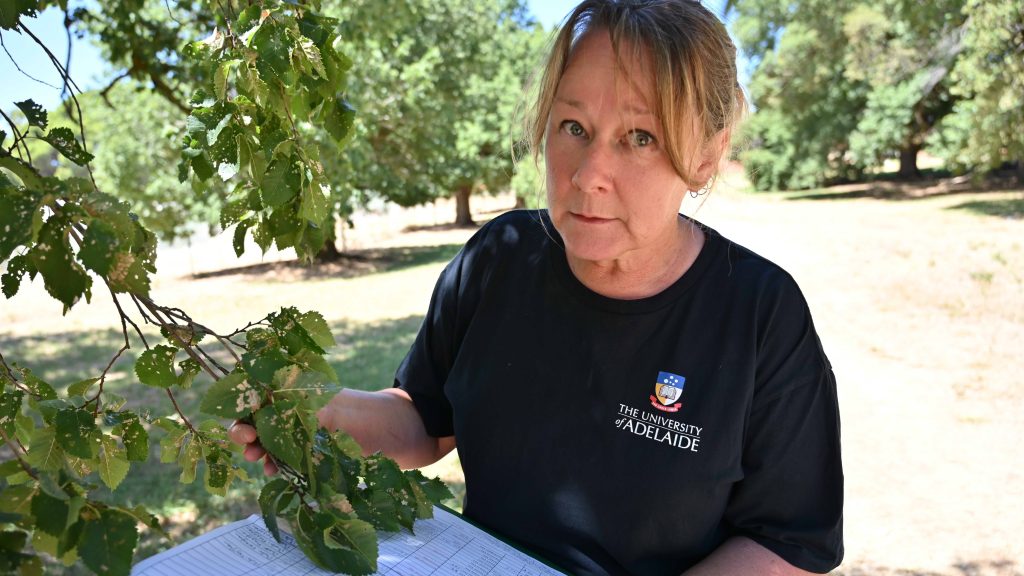 Thumbnail for Pest beetle threatens to wipe out Adelaide’s Elm trees