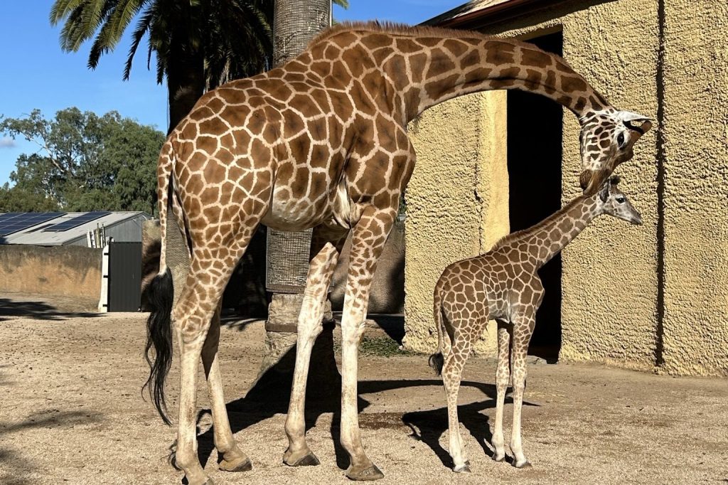 Thumbnail for Baby giraffe blooms in zoo debut