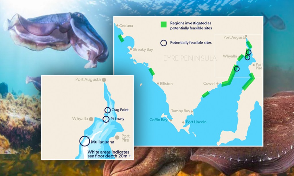 Thumbnail for Fears Gulf desal plant will devastate giant cuttlefish breeding grounds