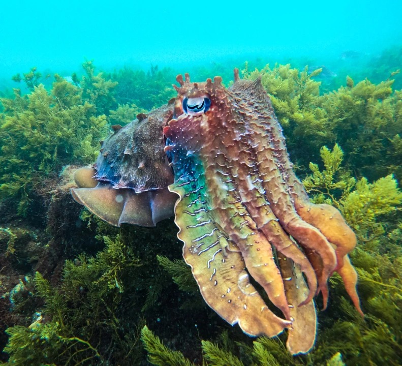 Thumbnail for SA’s cuttlefish coast wins national heritage listing