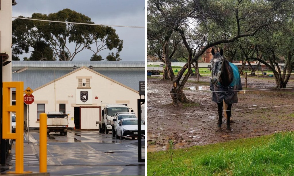 Police units including mounted police and dog operations must relocate for the Thebarton Barracks demolition. Photos: Tony Lewis/InDaily