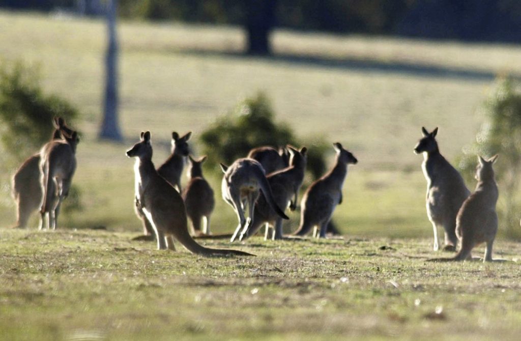 Thumbnail for Sports shoes giants walk away from kangaroo leather