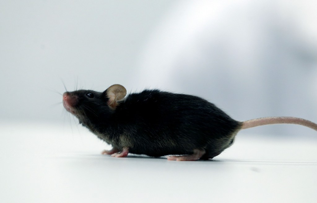 Thumbnail for Scientists create mice with cells from two males