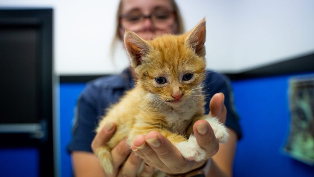 Photo: AAP/RSPCA 