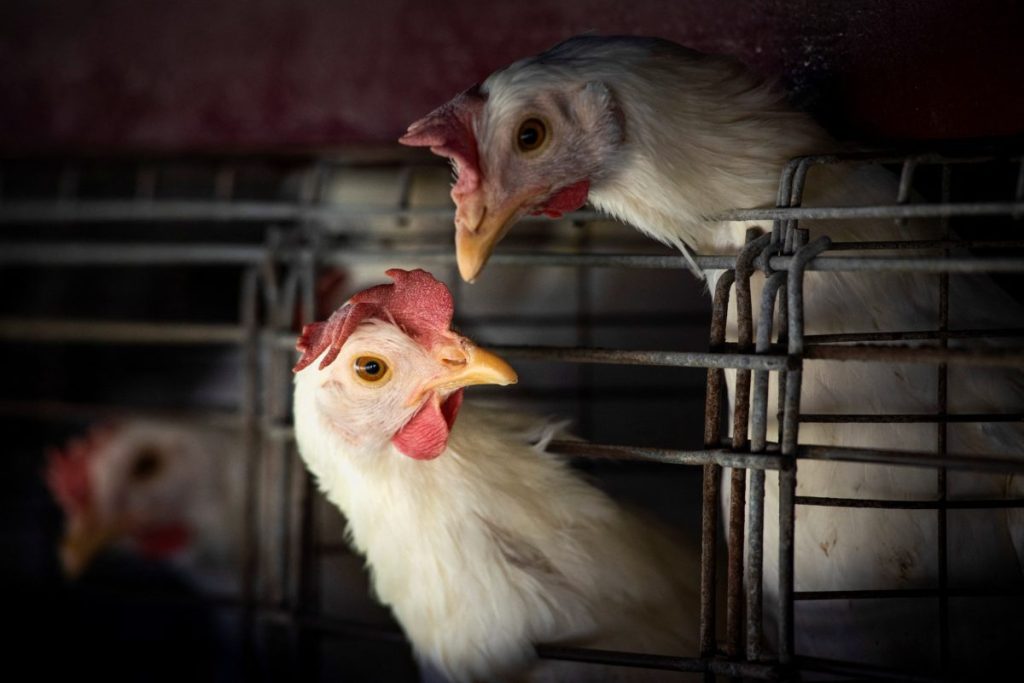 Thumbnail for Chile finds first case of bird flu in a human