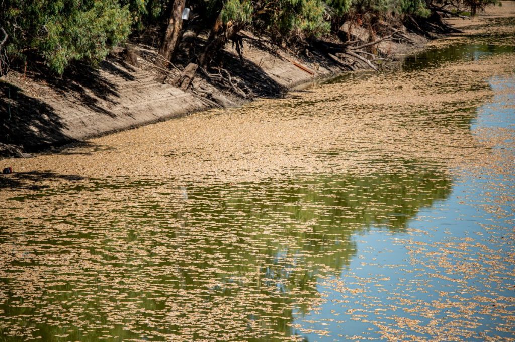 Thumbnail for Why are millions of fish dying upstream from SA?