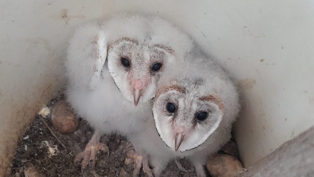 Baby Barn Owls inside a glossy black-cockatoo nest box on Kangaroo Island. Photo: Karleah Berris 