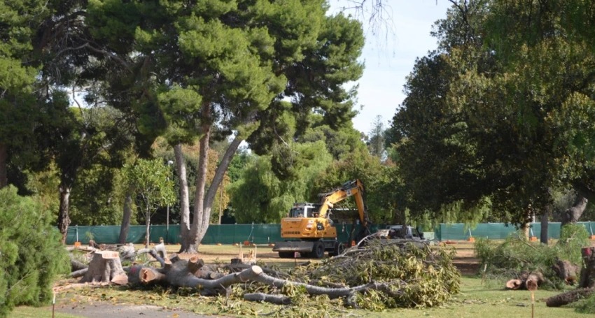 Thumbnail for Tree protection tops list of SA planning system concerns