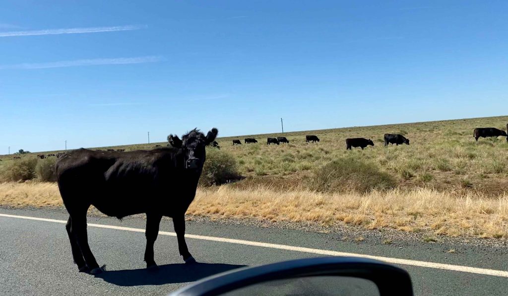 Somewhere near Moulamein. Photo: Matthew Abraham