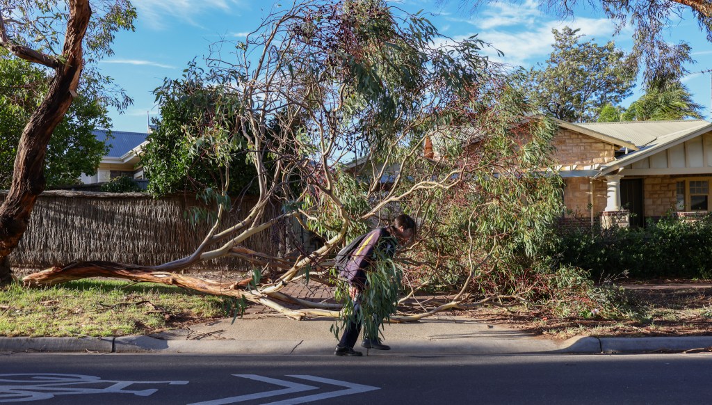 Thumbnail for Thousands blacked out after wild winds hit Adelaide
