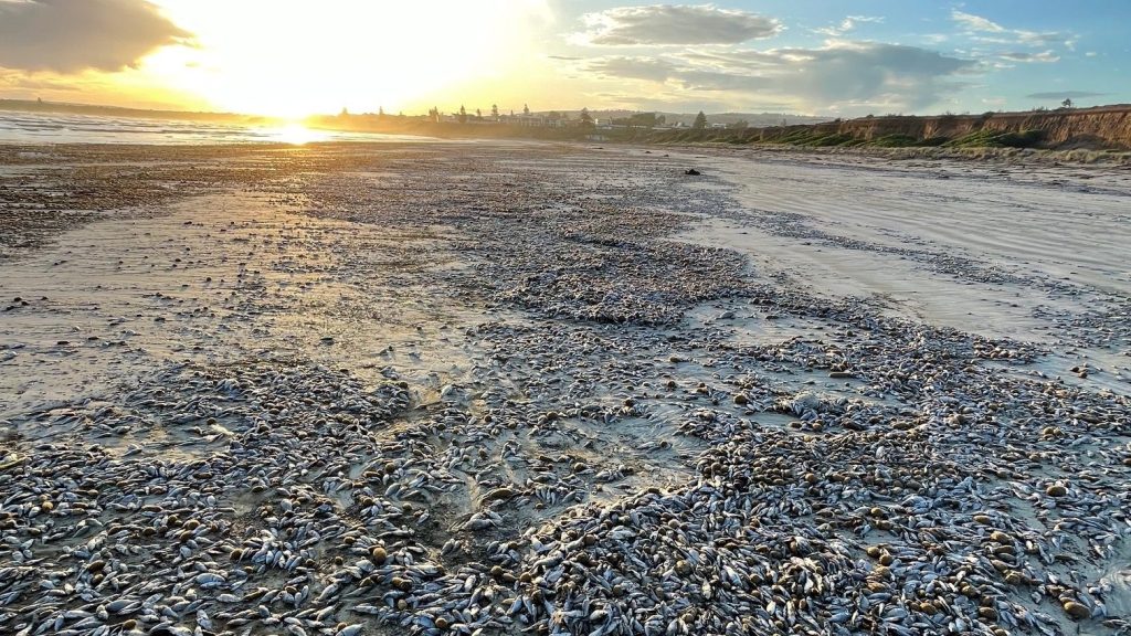 Thousands of dead fish washed onto Middleton Beach in February. Photo:  Sam Hosking