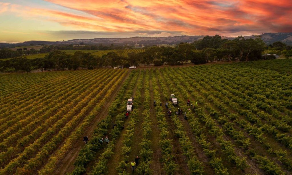 The total value of South Australia's wine crush was approximately $511 million.