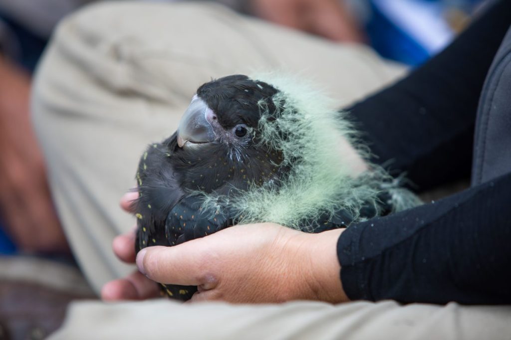 Thumbnail for Breeding boost for endangered Kangaroo Island cockatoos