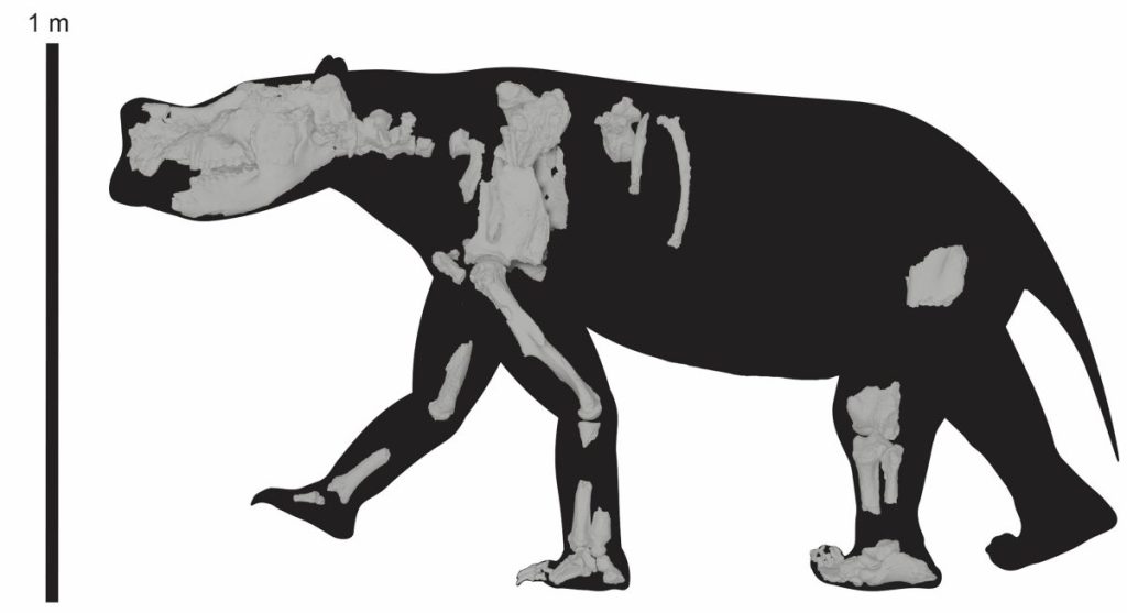 Thumbnail for SA megafauna discovery walks into history